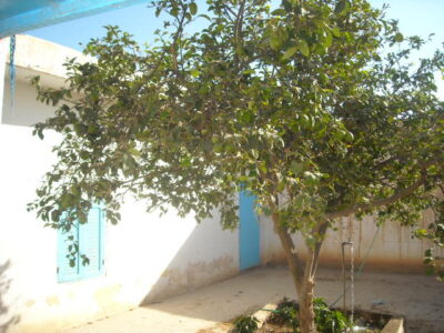 https://www.immotaroudant.com/bien/maison-a-taroudant-m13277/