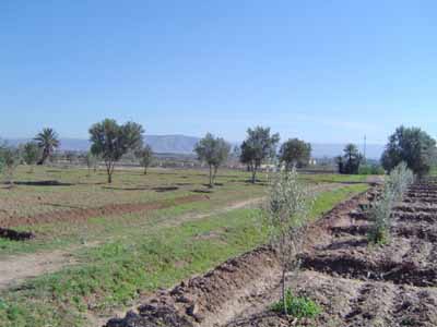 Vente TerrainTitréTaroudant à Taroudant | Immo Taroudant – Immo Taroudant