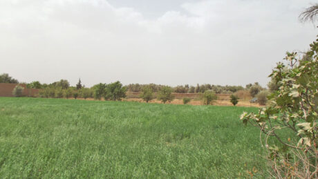 https://www.immotaroudant.com/bien/terraintaroudant-a-vendre-t12390/