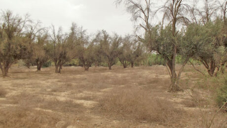 https://www.immotaroudant.com/bien/terrain-titre-a-vendre-t12391/