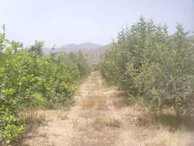 https://www.immotaroudant.com/bien/vente-ferme-taroudant-f13907/