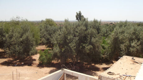 https://www.immotaroudant.com/bien/vente-ferme-a-taroudant-f12377/