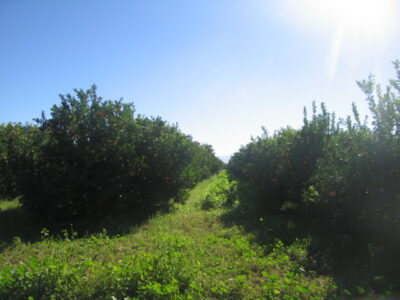 https://www.immotaroudant.com/bien/vente-ferme-a-taroudant-f12474/