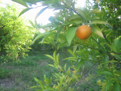 https://www.immotaroudant.com/bien/vente-ferme-a-taroudant-f12515/