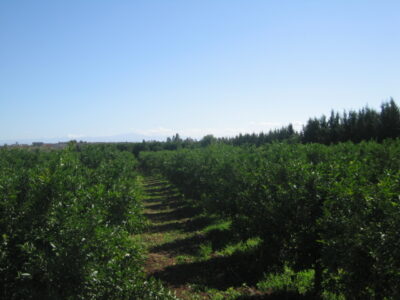 https://www.immotaroudant.com/bien/vente-ferme-titre-a-taroudant-f12552/