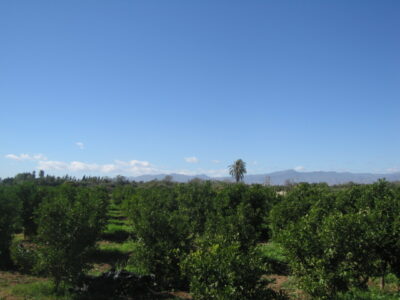 https://www.immotaroudant.com/bien/vente-ferme-titre-a-taroudant-f12553/