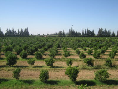 https://www.immotaroudant.com/bien/vente-ferme-a-taroudant-f12621/