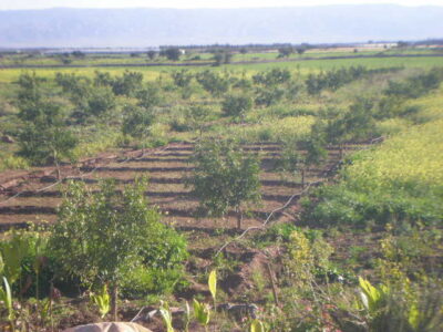 https://www.immotaroudant.com/bien/ferme-taroudant-f13173/