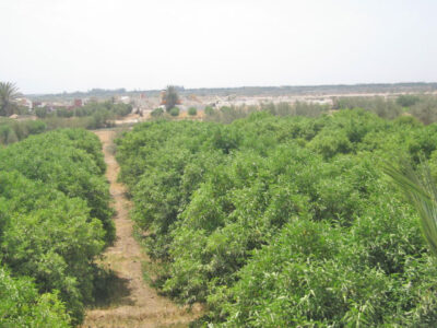 https://www.immotaroudant.com/bien/ferme-taroudant-a-vendre-f12400/