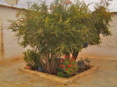 https://www.immotaroudant.com/bien/vente-maison-taroudant-m12109/