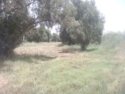 https://www.immotaroudant.com/bien/vente-terrain-taroudant-t13906/