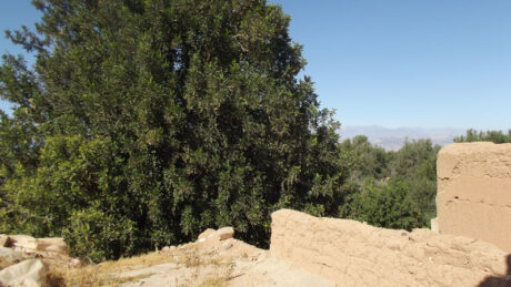 https://www.immotaroudant.com/bien/vente-maison-a-taroudant-m12540/