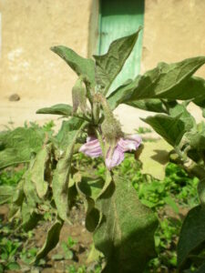 https://www.immotaroudant.com/bien/maison-a-taroudant-m13242/