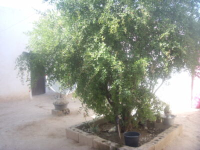 https://www.immotaroudant.com/bien/vente-maison-a-taroudant-maroc-m13427/