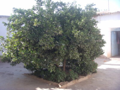 https://www.immotaroudant.com/bien/maison-en-pise-a-taroudant-m13459/