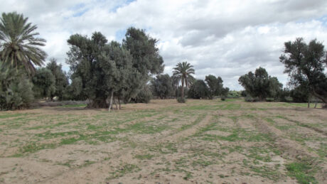 https://www.immotaroudant.com/bien/terrain-taroudant-vendre-t12439/