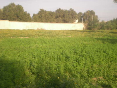 https://www.immotaroudant.com/bien/terrain-a-vendre-a-taroudant-maroc-t13347/