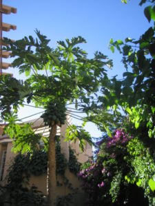 https://www.immotaroudant.com/bien/vente-riad-a-taroudant-r12494/