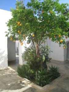 https://www.immotaroudant.com/bien/vente-riad-a-taroudant-r12635/