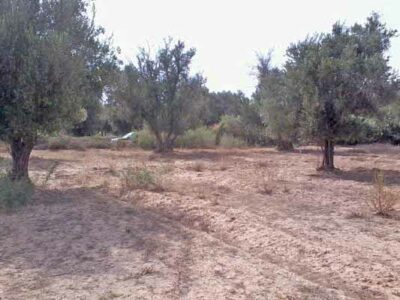 https://www.immotaroudant.com/bien/vente-terrain-taroudant-t13872/