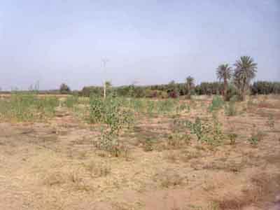https://www.immotaroudant.com/bien/vente-terrain-taroudant-t13879/