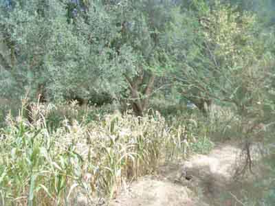 https://www.immotaroudant.com/bien/vente-terrain-taroudant-t13880/