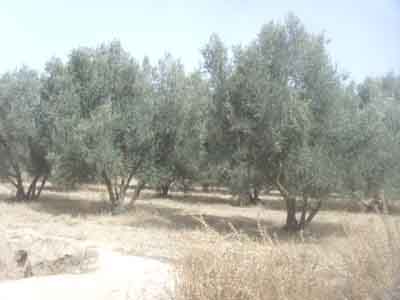 https://www.immotaroudant.com/bien/vente-terrain-a-taroudant-t13882/