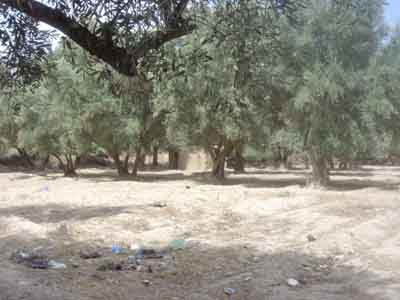 https://www.immotaroudant.com/bien/vente-terrain-taroudant-t13890/