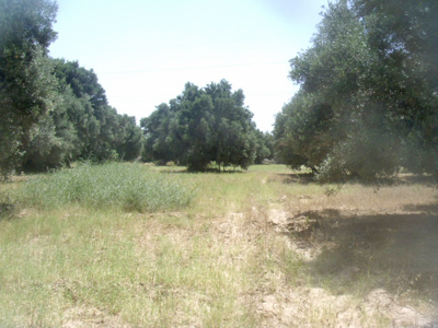 https://www.immotaroudant.com/bien/vente-terrain-taroudant-t13912/