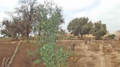 https://www.immotaroudant.com/bien/vente-terrain-taroudant-t13920/