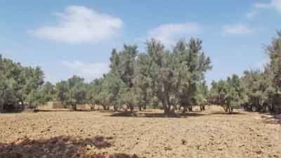 https://www.immotaroudant.com/bien/vente-terrain-taroudant-t13921/