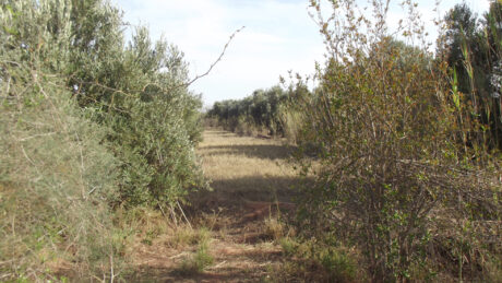 https://www.immotaroudant.com/bien/vente-terrain-taroudant-t13979/