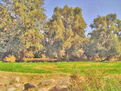 https://www.immotaroudant.com/bien/vente-terrain-taroudant-t14001/