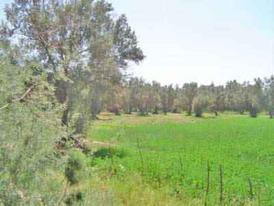 https://www.immotaroudant.com/bien/vente-terrain-taroudant-t14011/