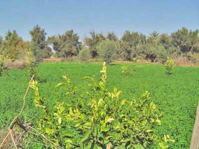 https://www.immotaroudant.com/bien/vente-terrain-taroudant-t14025/