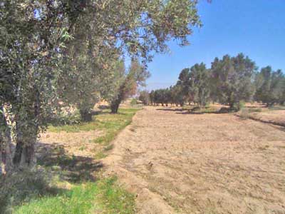 https://www.immotaroudant.com/bien/vente-terrain-taroudant-t14050/