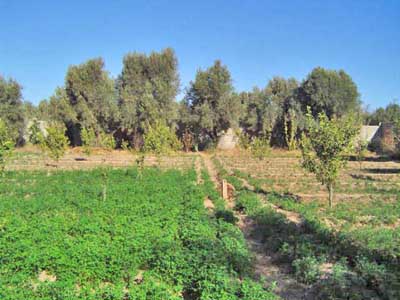 https://www.immotaroudant.com/bien/vente-terrain-taroudant-t14054/