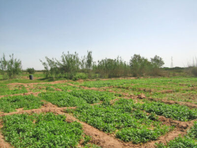https://www.immotaroudant.com/bien/terraintaroudant-vendre-t12412/