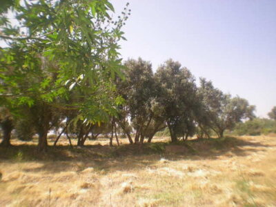 https://www.immotaroudant.com/bien/terrain-a-vendre-a-taroudant-maroc-t14208/