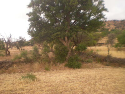 https://www.immotaroudant.com/bien/terrain-a-vendre-a-taroudant-maroc-t14201/