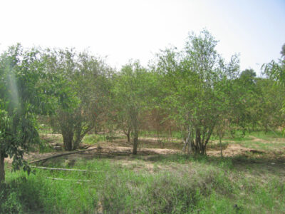 https://www.immotaroudant.com/bien/terraintaroudant-a-vendre-t12420/