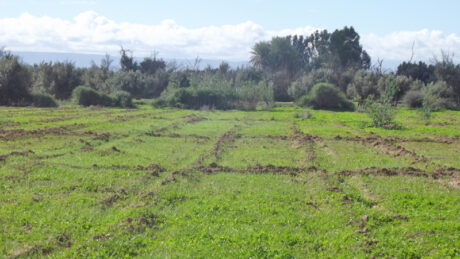 https://www.immotaroudant.com/bien/terrain-taroudant-a-vendre-t12437/