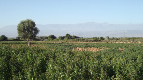 https://www.immotaroudant.com/bien/vente-terrain-a-taroudant-t12514/