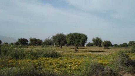 https://www.immotaroudant.com/bien/terrain-taroudant-a-vendre-t12577/