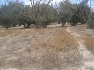 https://www.immotaroudant.com/bien/terrain-taroudant-a-vendre-t12612/