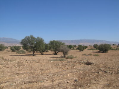 https://www.immotaroudant.com/bien/vente-terrain-titre-a-taroudant-t12622/
