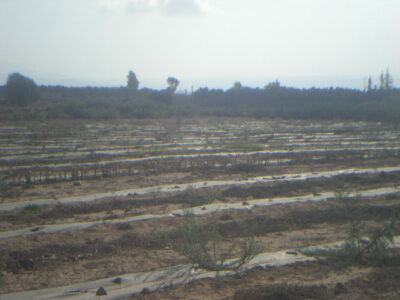 https://www.immotaroudant.com/bien/terrain-a-vendre-a-taroudant-maroc-t13319/