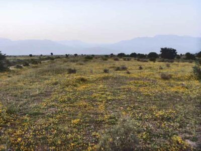 https://www.immotaroudant.com/bien/terrain-a-vendre-a-taroudant-maroc-t13352/
