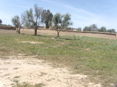 https://www.immotaroudant.com/bien/terrain-a-vendre-a-taroudant-maroc-t13357/