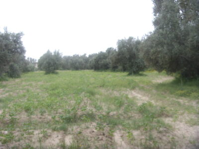 https://www.immotaroudant.com/bien/terrain-a-vendre-a-taroudant-maroc-t13364/
